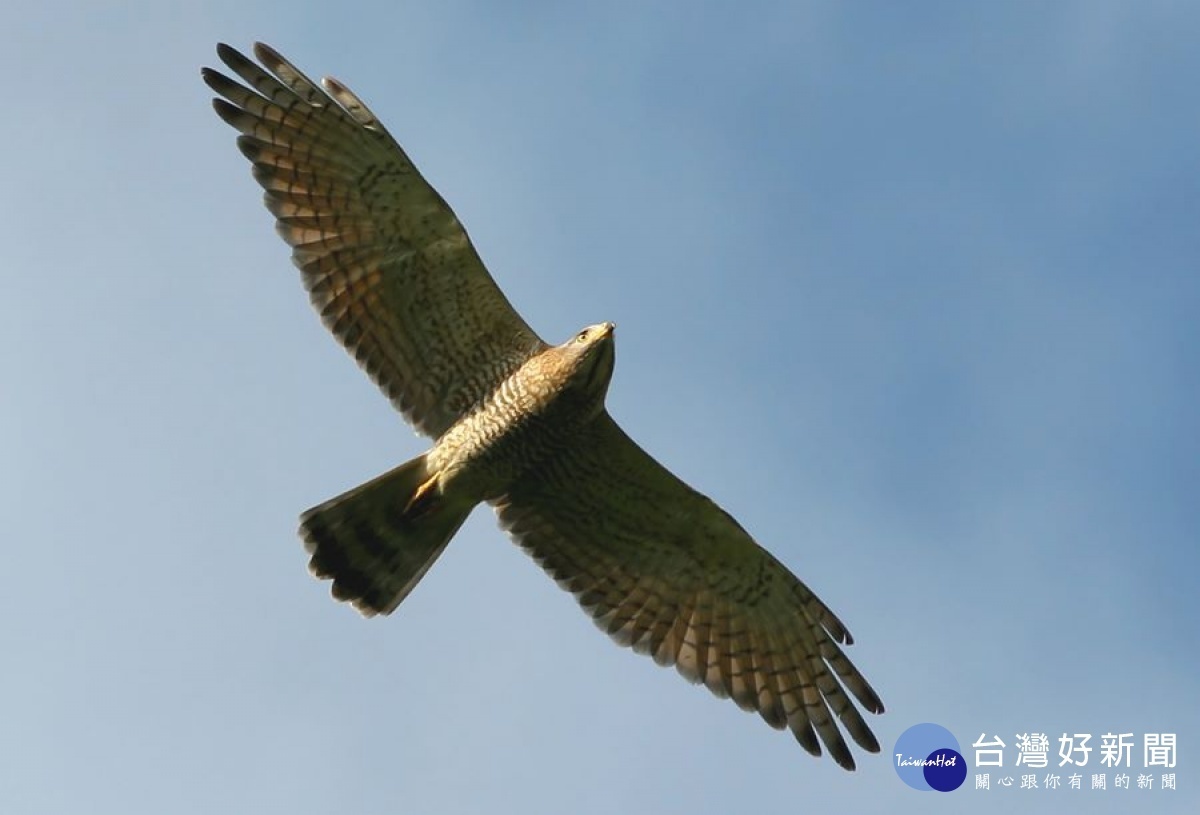 八卦山脈灰面鵟鷹特寫。圖/彰化縣野鳥學會許智揚提供