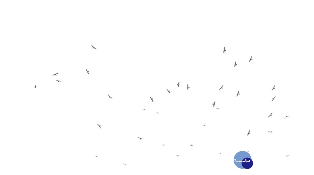 鷹河。圖/彰化縣野鳥學會提供。