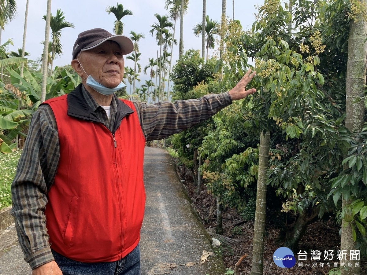 荔枝園主陳勝男表示，去年隨處可見荔枝椿象蹤影，執行平腹小蜂施放後，成效顯著。