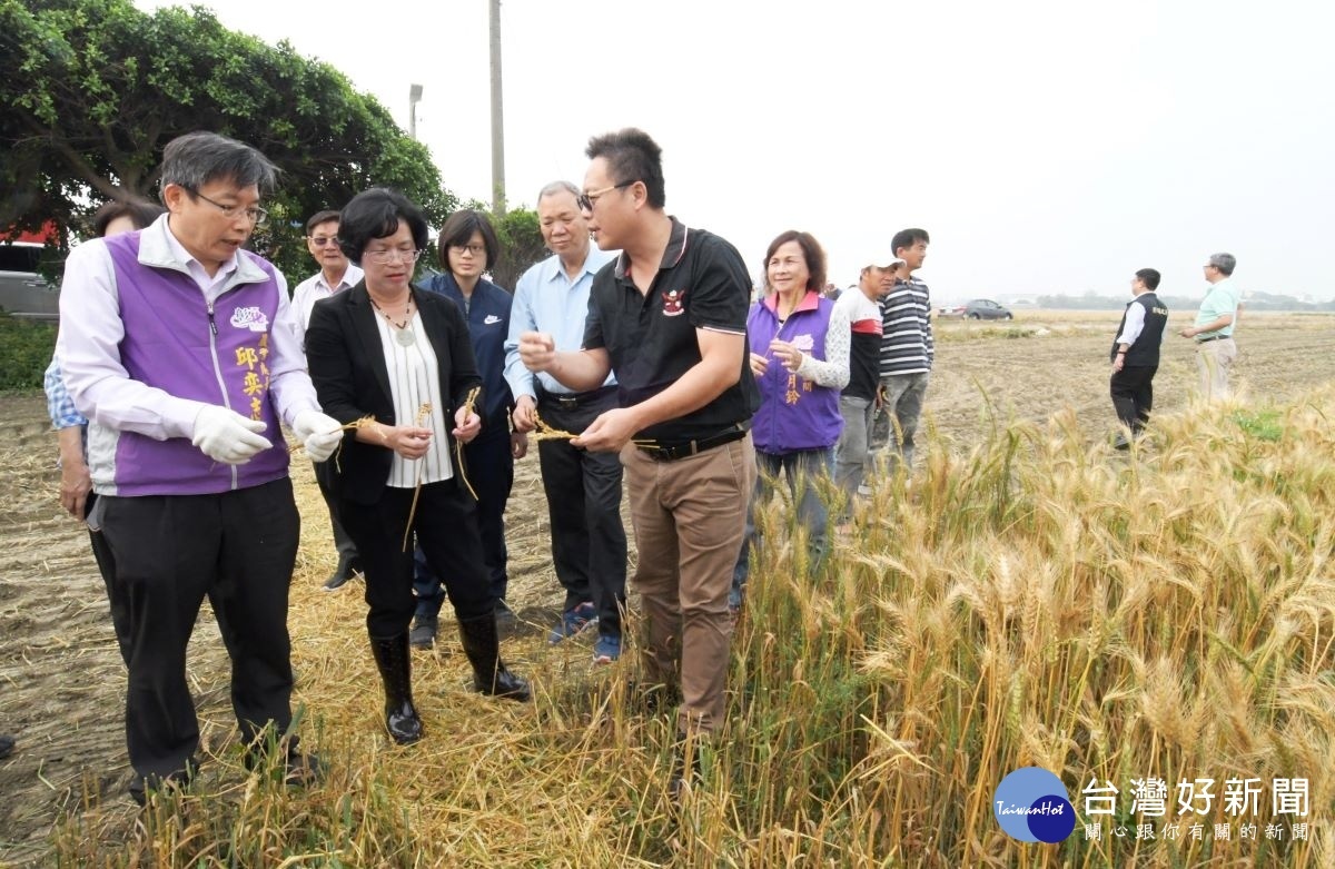 縣長王惠美關心大城鄉小麥田收成狀況。圖/記者鄧富珍攝