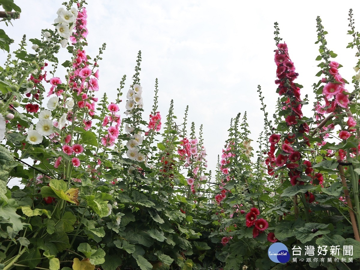 2020愛在員林蜀葵花季 上萬株蜀葵綻放等您來拍照