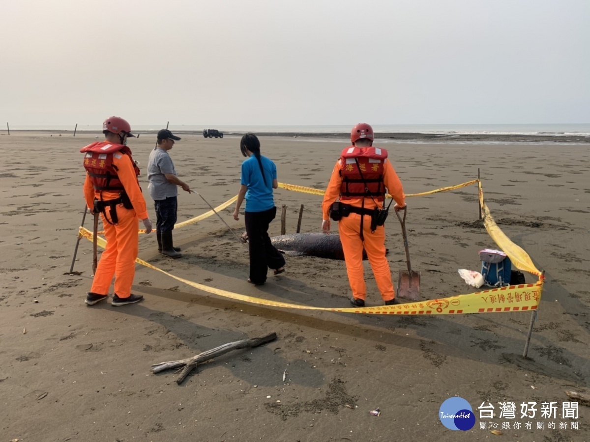 觀音沙灘發現死亡鯨豚，海巡協助採樣並就地掩埋。