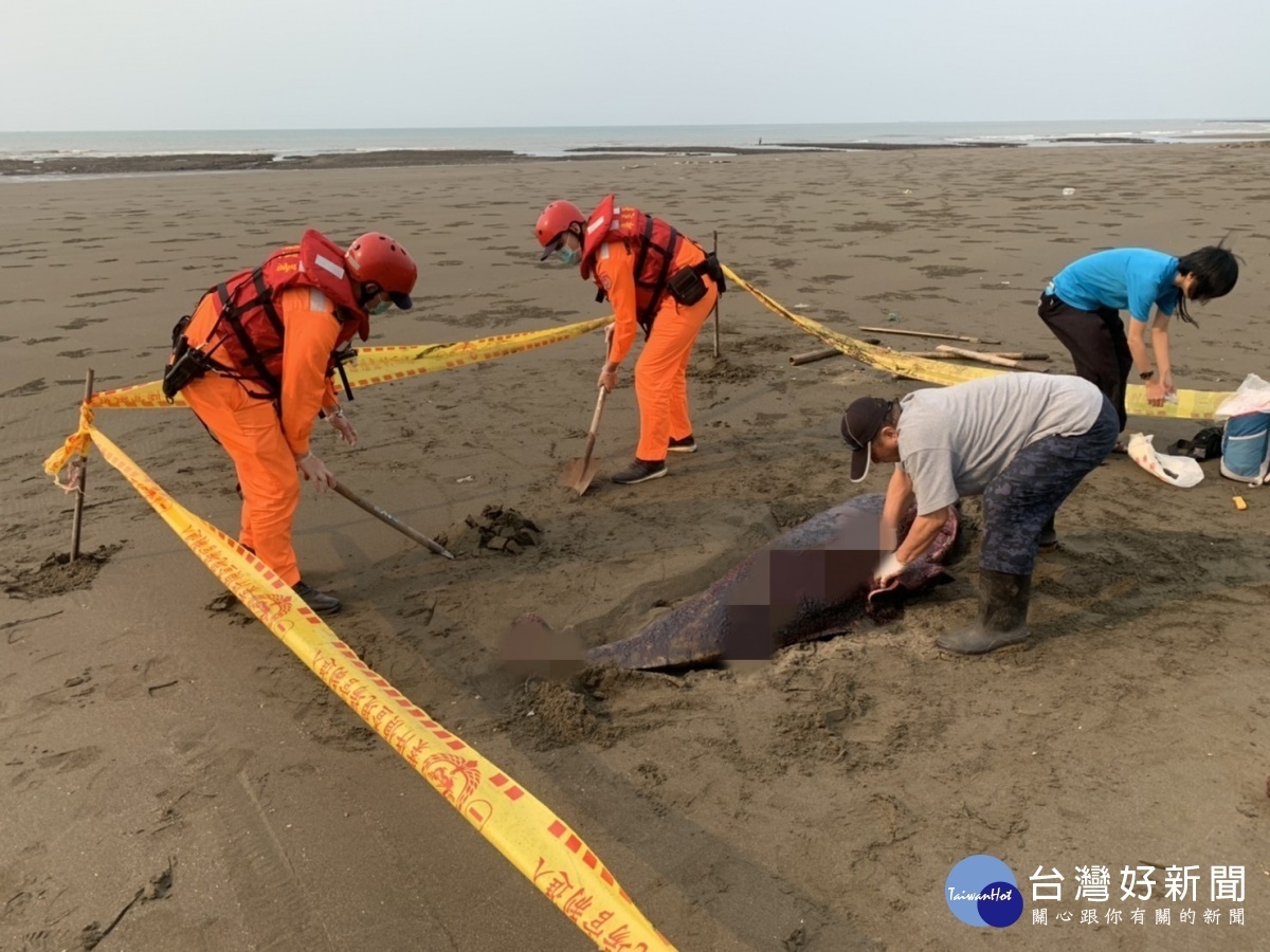觀音沙灘發現死亡鯨豚，海巡協助採樣並就地掩埋。
