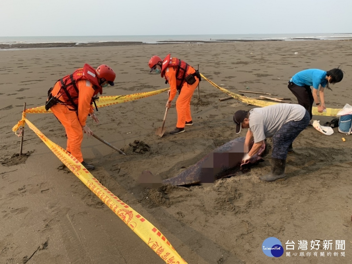 觀音沙灘發現死亡鯨豚,海巡協助採樣並就地掩埋。