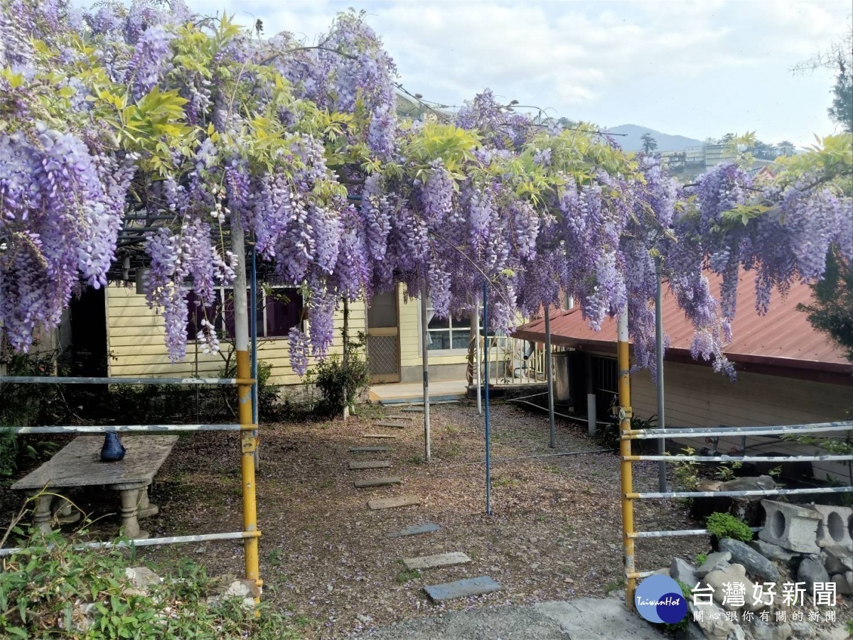 紫藤山城浪漫連假上梨山賞花