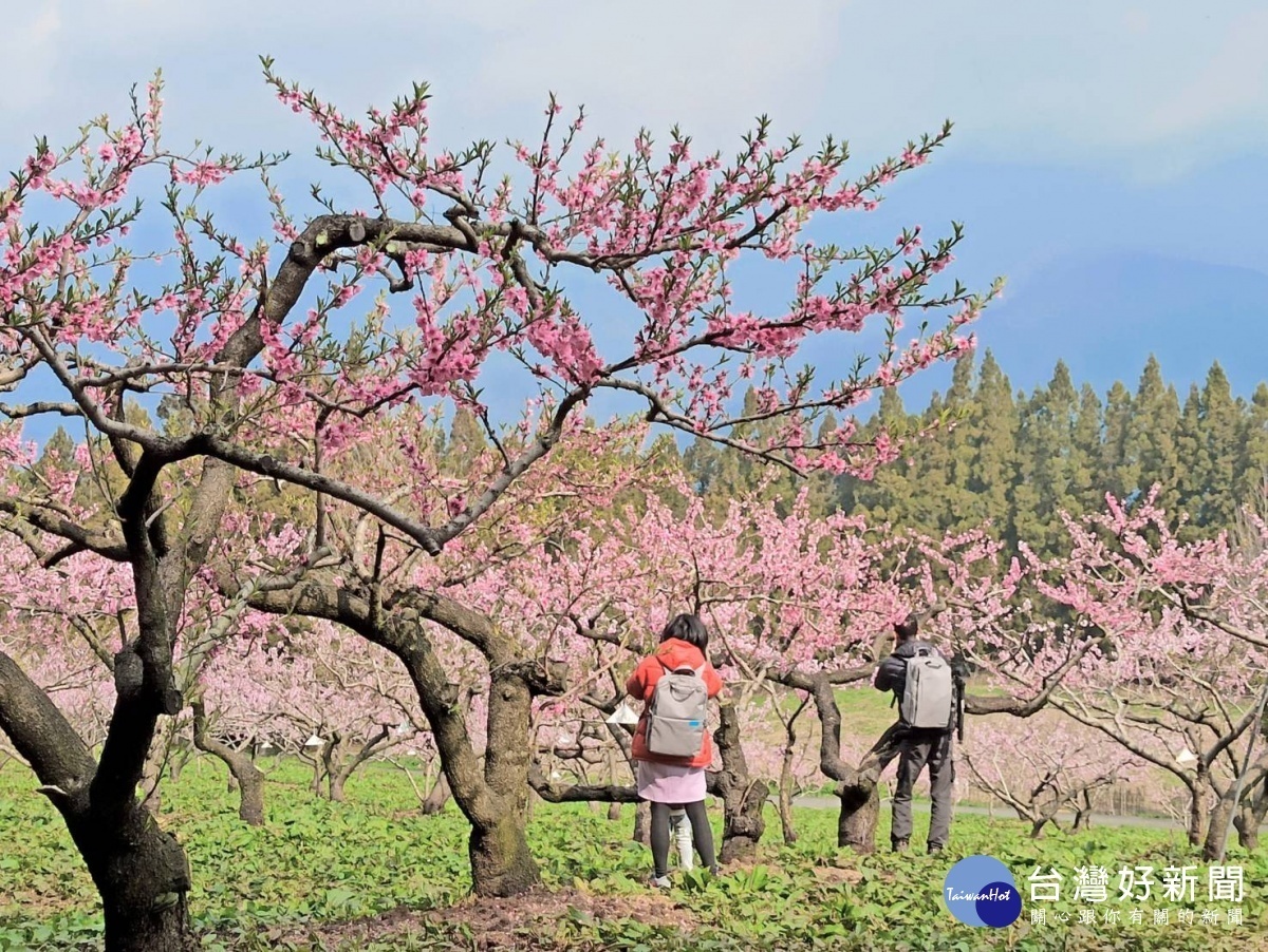 上福壽山賞桃花