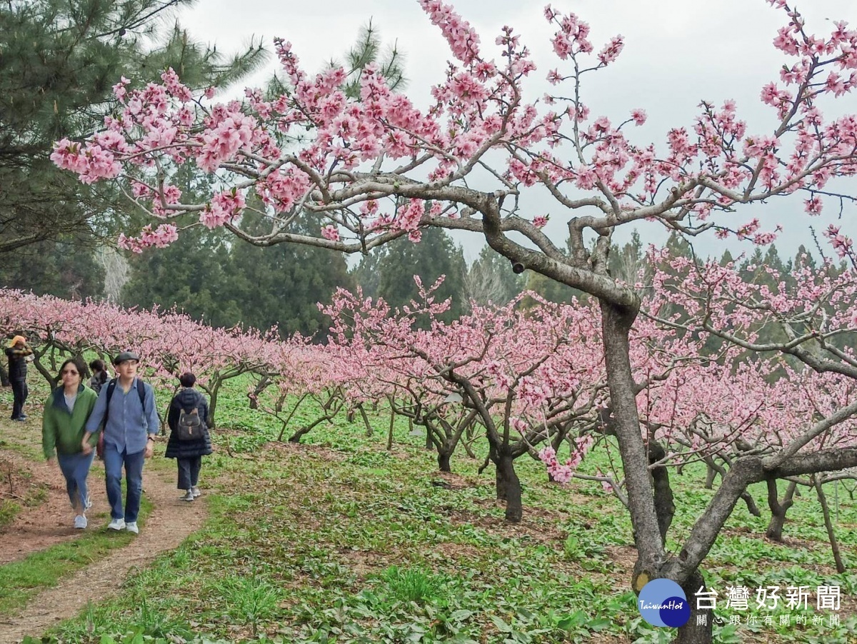 福壽山滿山遍野的桃花