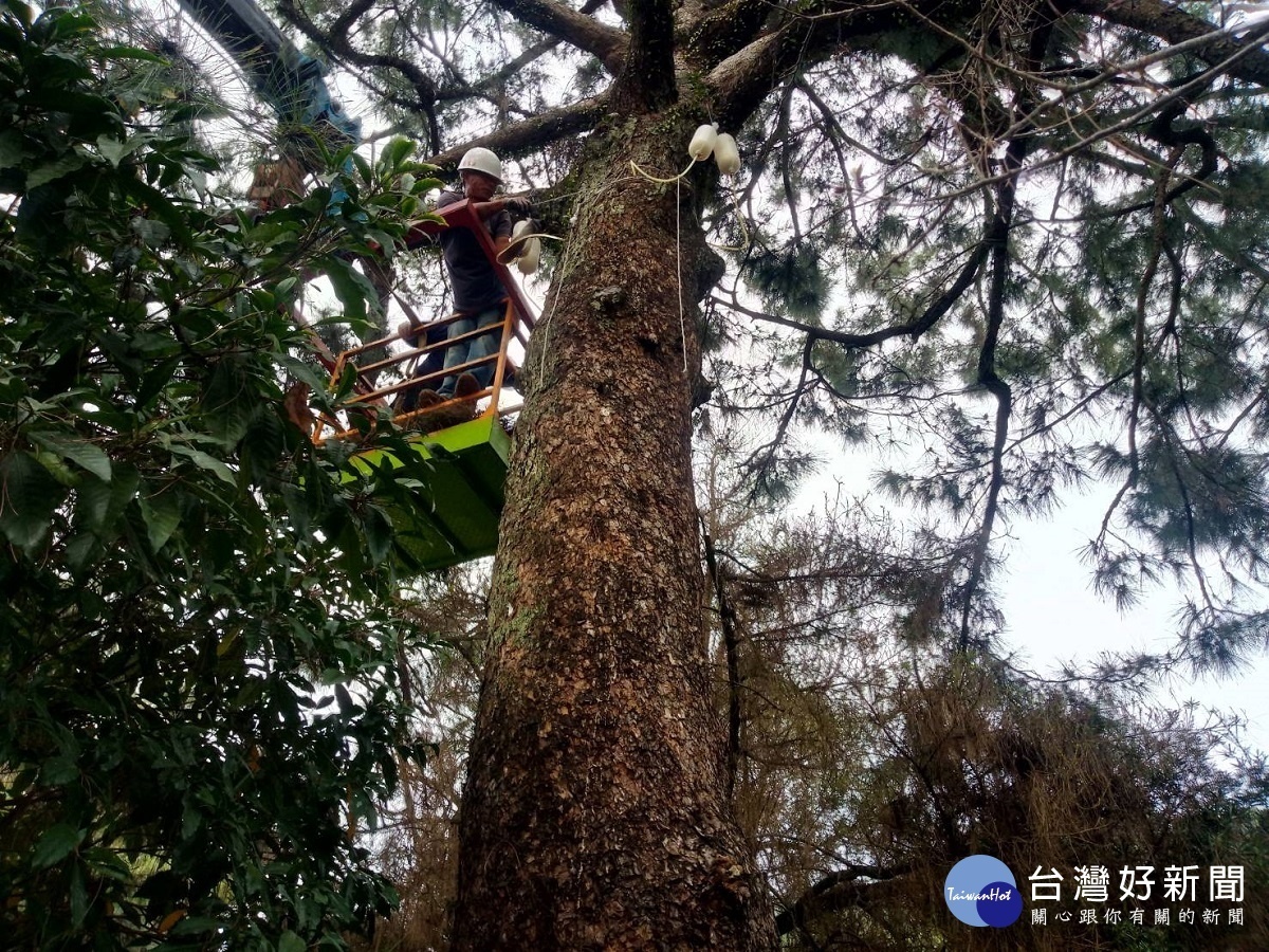 清水岩寺二葉松老樹枯黃落葉 廟方聘專家吊點滴搶救