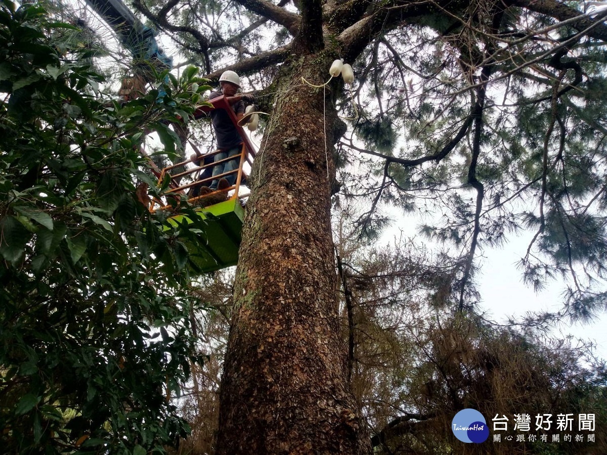 清水岩寺二葉松老樹枯黃落葉　廟方聘專家吊點滴搶救