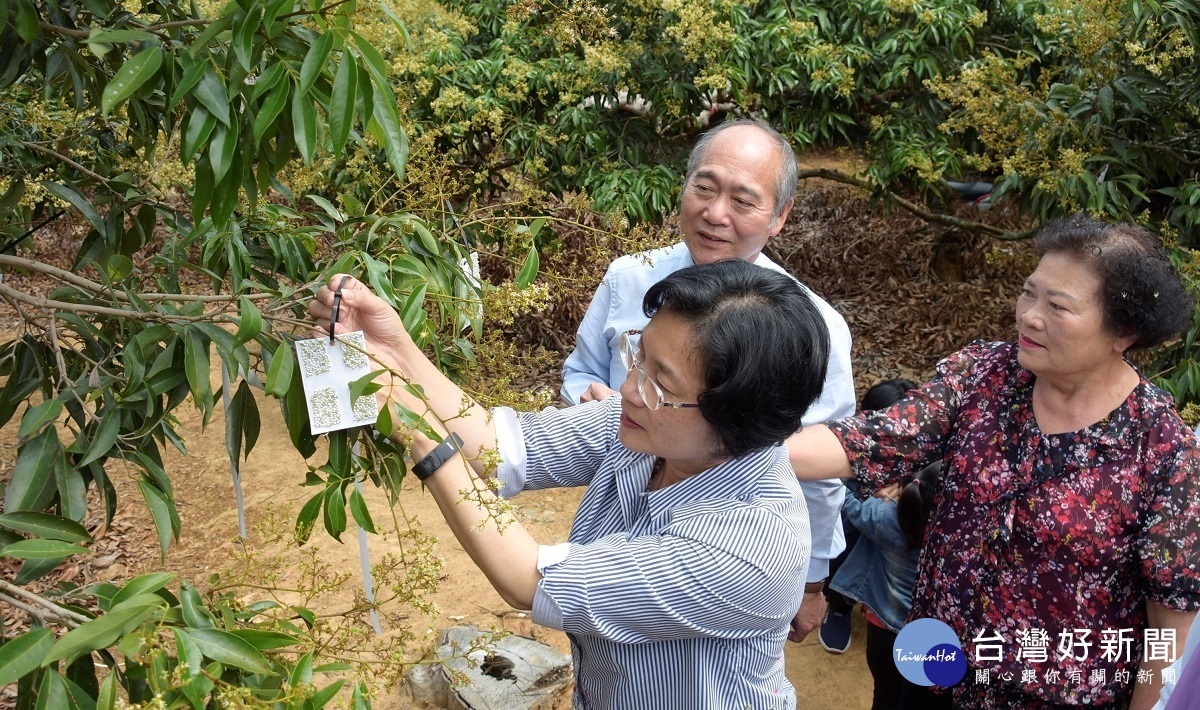 荔枝椿象防治現場縣長王惠美掛平腹小蜂。