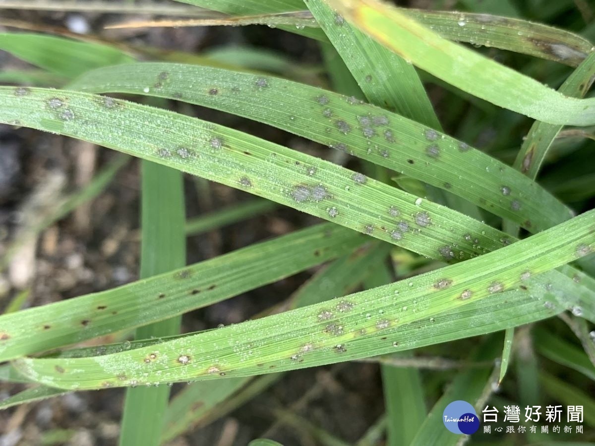 水稻葉稻熱病初期病斑。圖／台中農改場提供
