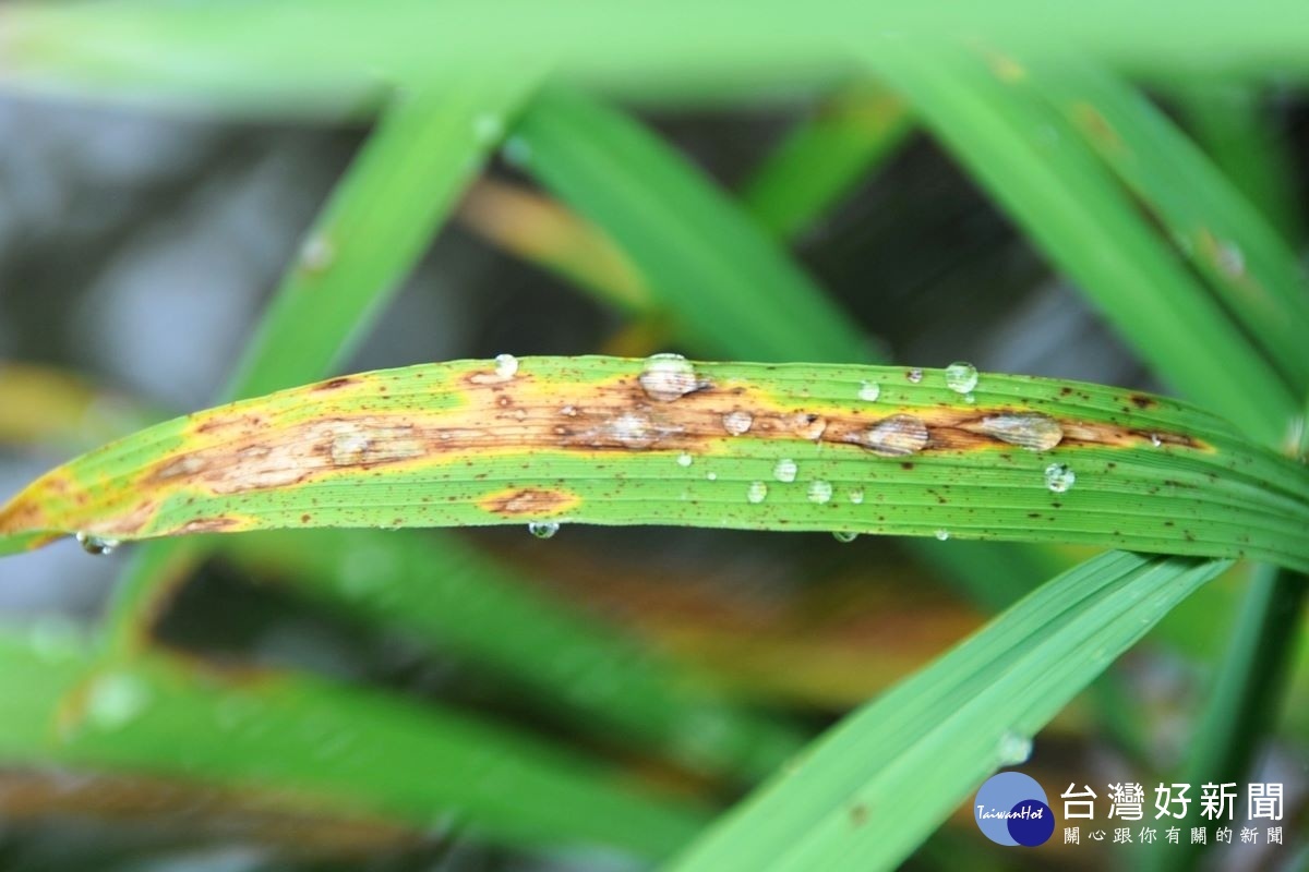 滯留葉片的露水會助長葉稻熱病的危害。圖／台中農改場提供
