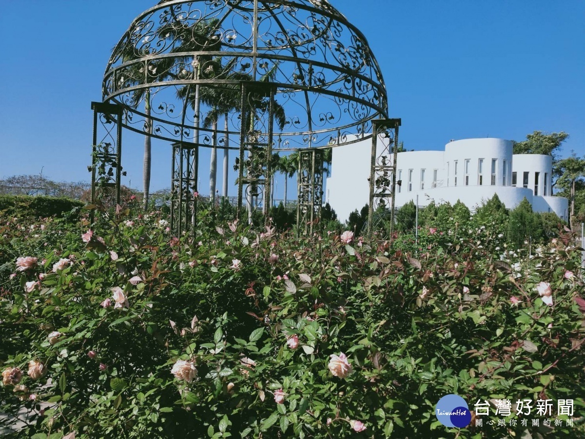 玫瑰盛開時,公園處圓山所和光之圓頂等建築物都是最佳背景(圖/台北市公園處)