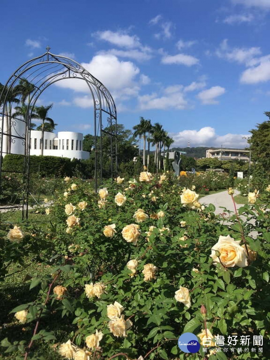 玫瑰盛開時，公園處圓山所和光之圓頂等建築物都是最佳背景（圖／台北市公園處）