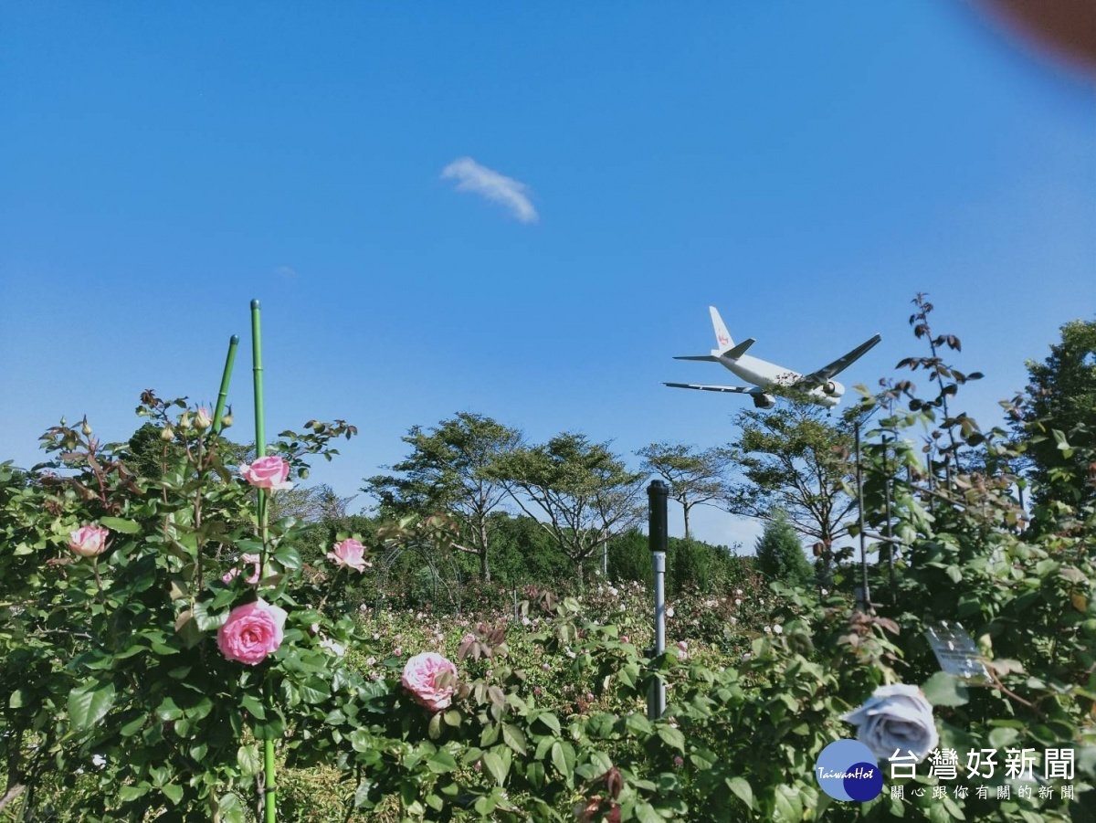 在玫瑰園中一邊賞花一邊看飛機降落享受都市難得的夢幻奇景（圖／台北市公園處）