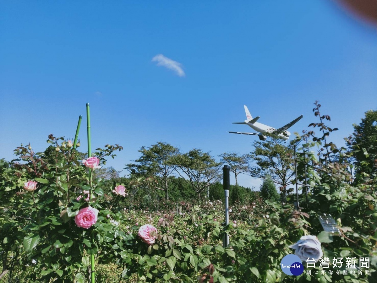 在玫瑰園中一邊賞花一邊看飛機降落享受都市難得的夢幻奇景(圖/台北市公園處)