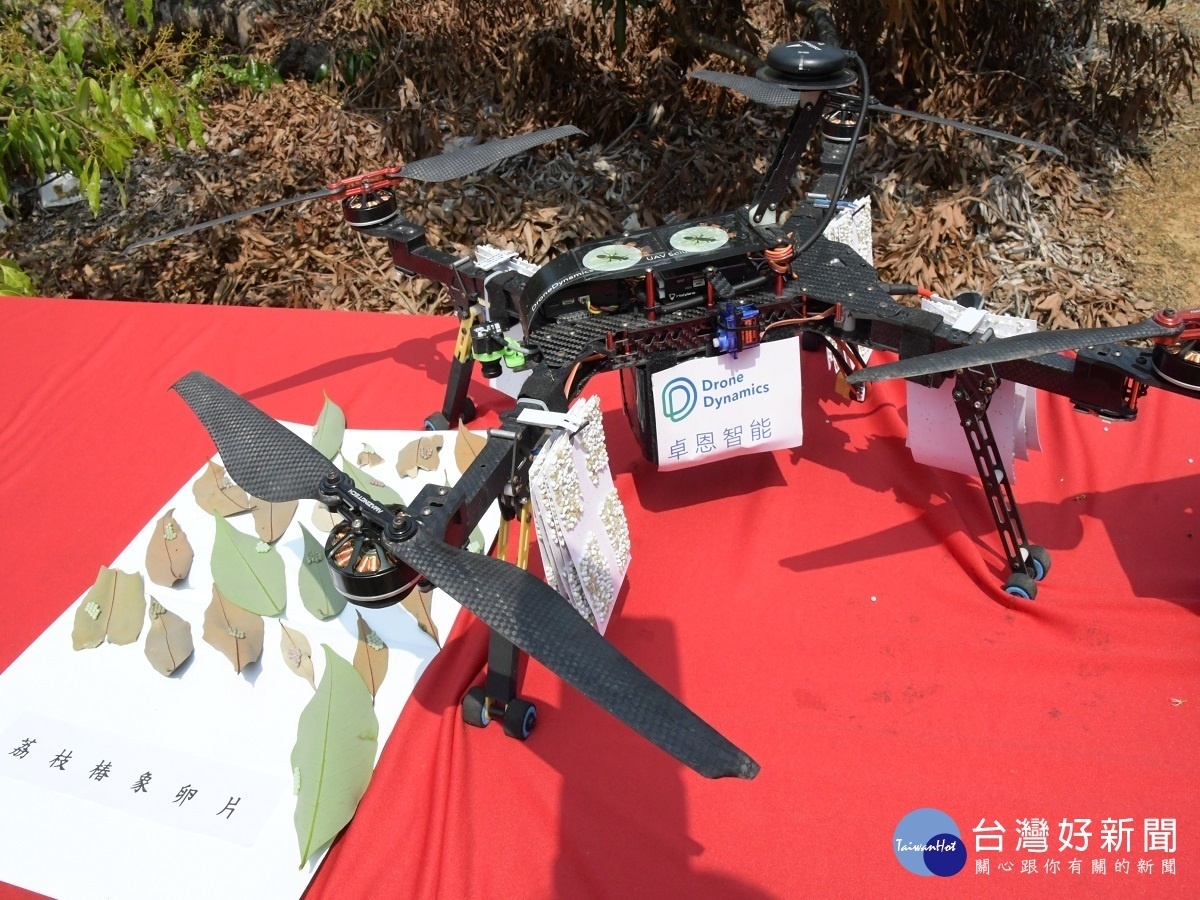彰化荔枝椿象「滅蟲計畫」 透過無人機空投平腹小蜂