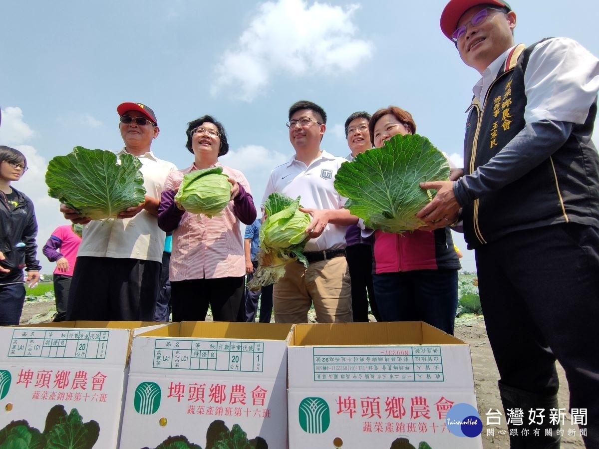 縣府媒合東碩資訊公司認購高麗菜致贈社福團體（採摘裝箱，準備出貨）。圖／記者鄧富珍攝