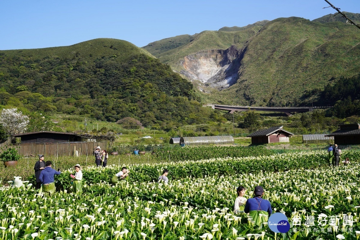 海芋花海伴油坑（圖／台北市大地工程處）