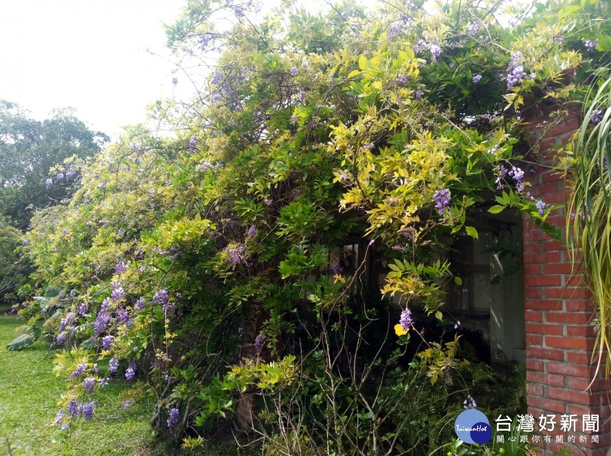 紫藤(圖/台北市公園處)