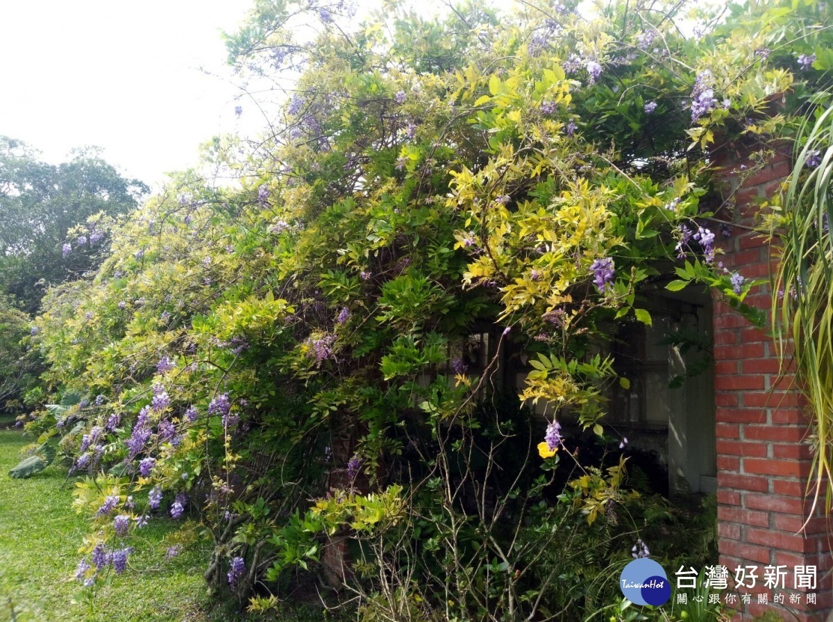 紫藤（圖／台北市公園處）