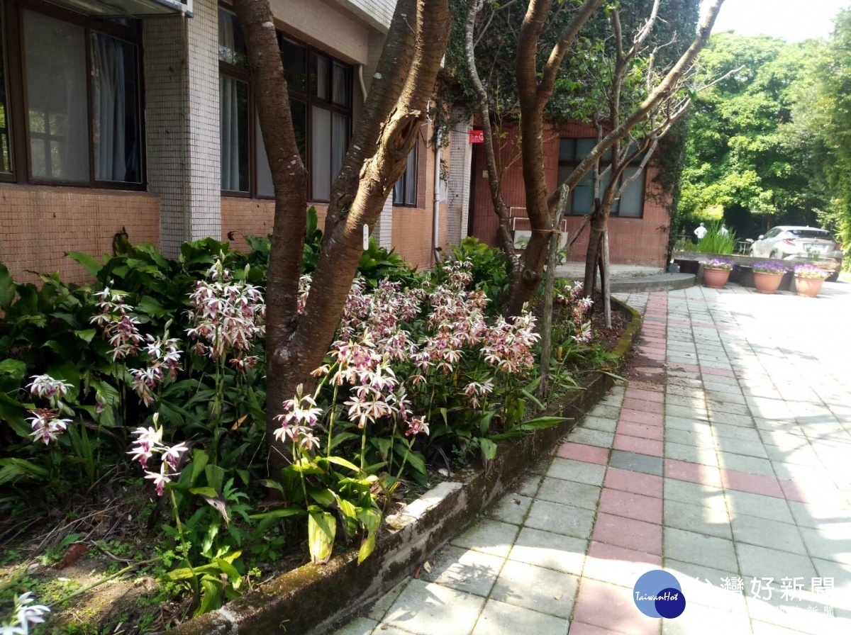 園區內的紅花鶴頂蘭(球根花卉)(圖/台北市公園處)