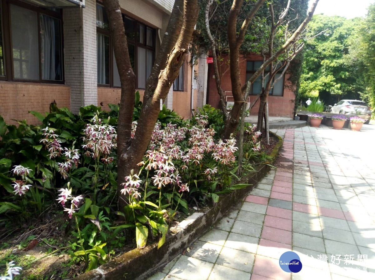 園區內的紅花鶴頂蘭(球根花卉)（圖／台北市公園處）