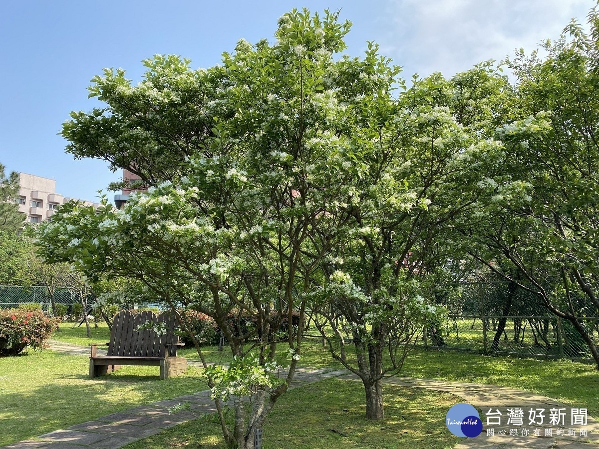 流蘇(圖/台北市公園處)