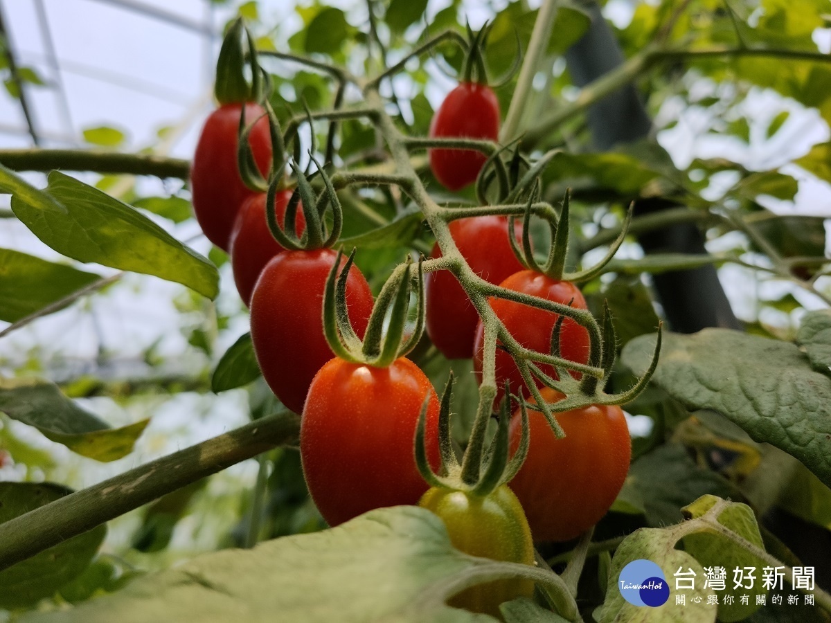 「景發溫室農場」的設施小果番茄。圖／記者鄧富珍攝