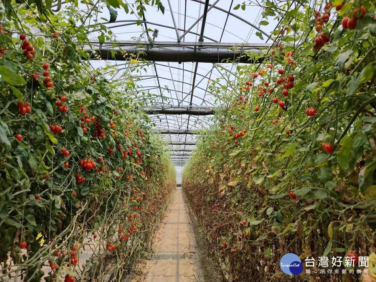 「景發溫室農場」的設施小果番茄。圖／記者鄧富珍攝