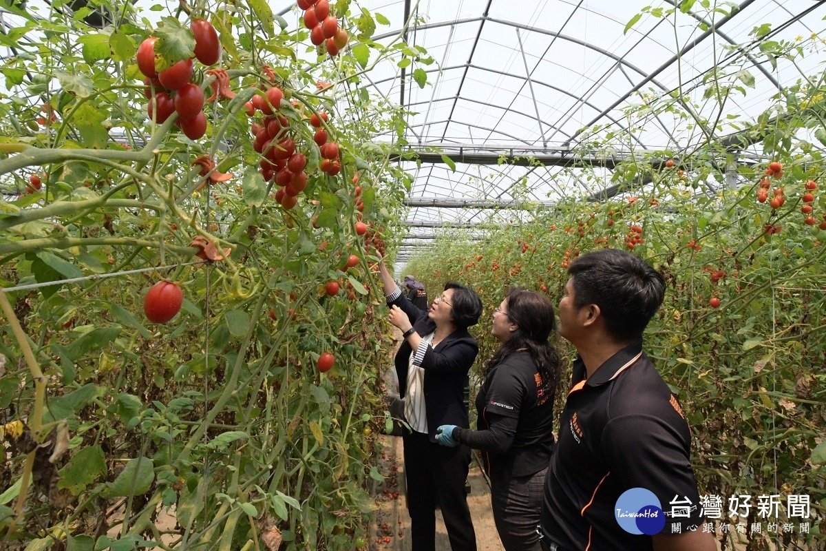 縣長王惠美參觀青農柯景發的「景發溫室農場」採哉小果番茄。圖／記者鄧富珍攝