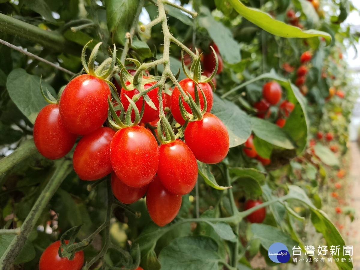 「景發溫室農場」的小果番茄。圖／記者鄧富珍攝