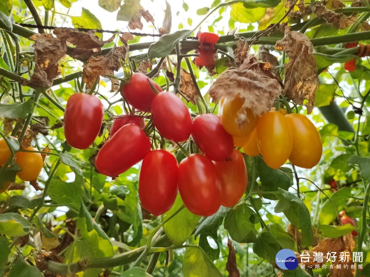 青農柯景發說，從番茄生長的顏色，食用綠色番茄含有花青素、黃色含有葉黃素、橘澀含有類胡蘿蔔素、紅含有茄紅素，民眾可各自喜好採買。圖／記者鄧富珍攝