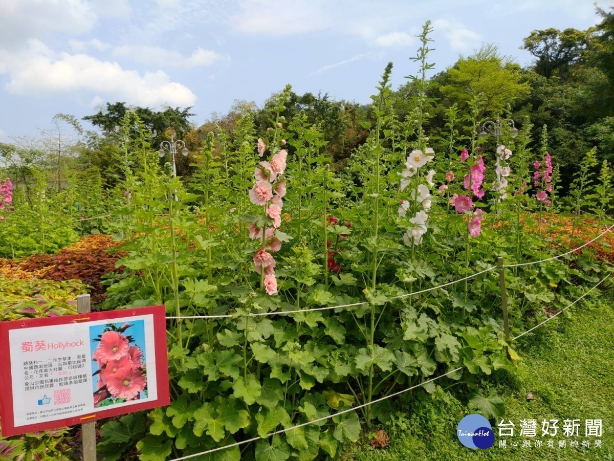 蜀葵花壇（圖／台北市公園處提供）