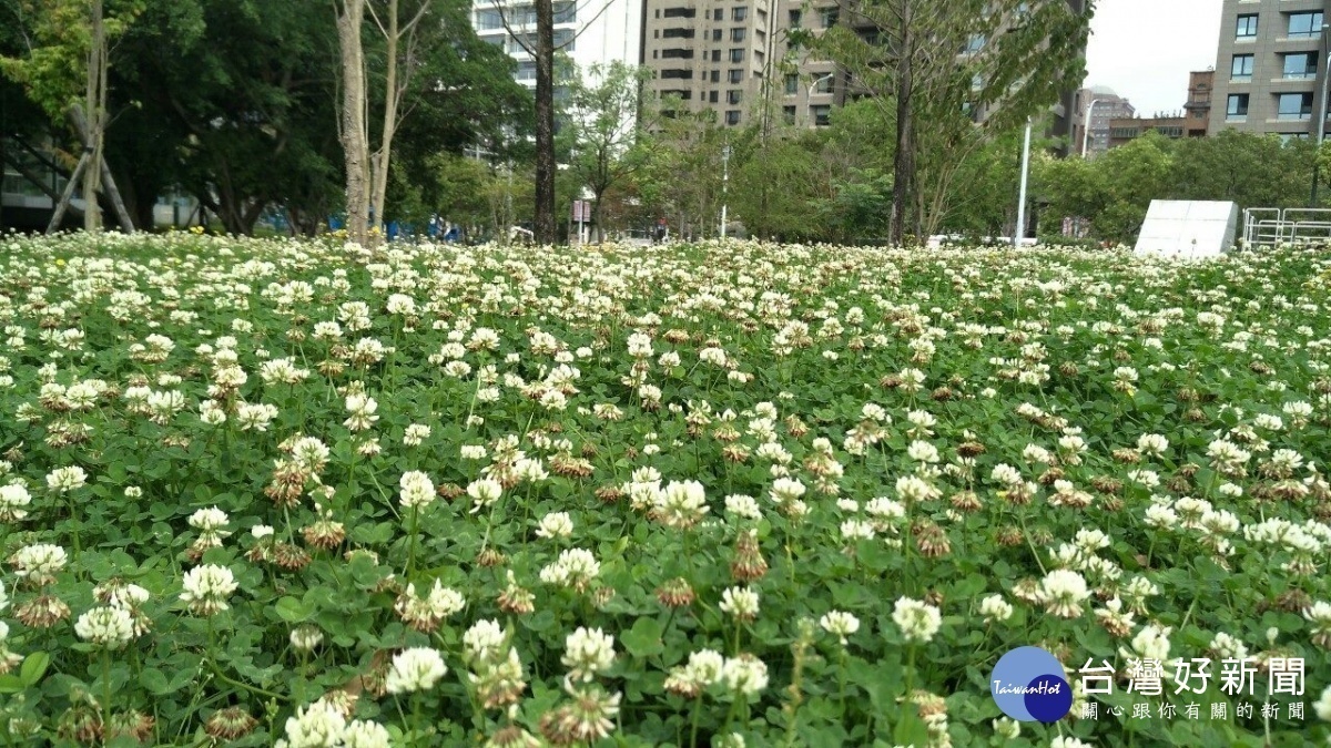 遍地三葉草開花（圖／台北市公園處提供）