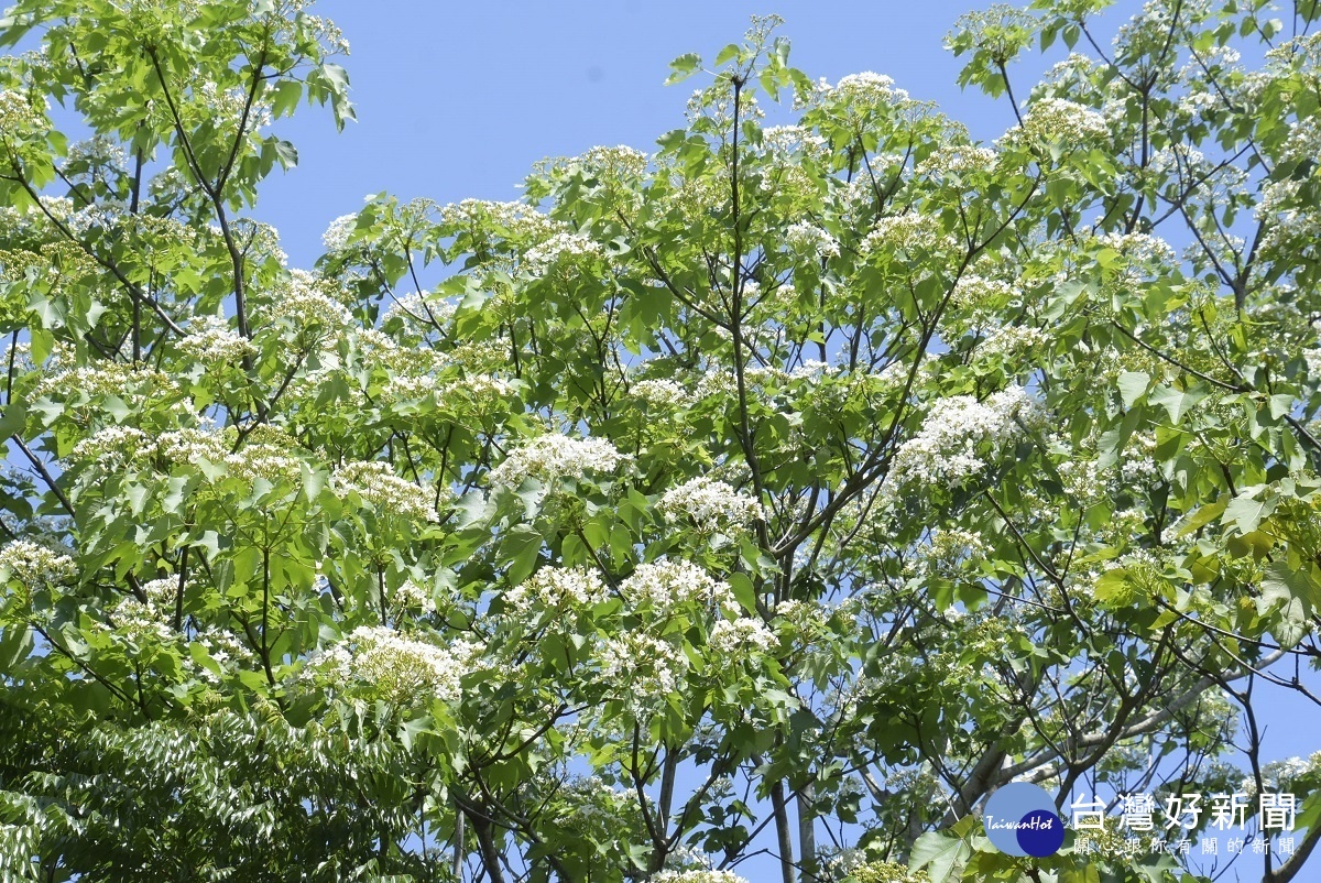 員林藤山步道周邊山區油桐花盛開。圖／記者鄧富珍攝