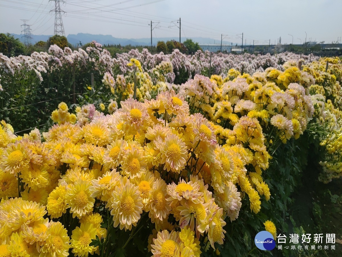 受疫情影響民眾減少返鄉祭祖 花卉產銷受波及菊農棄採心淌血