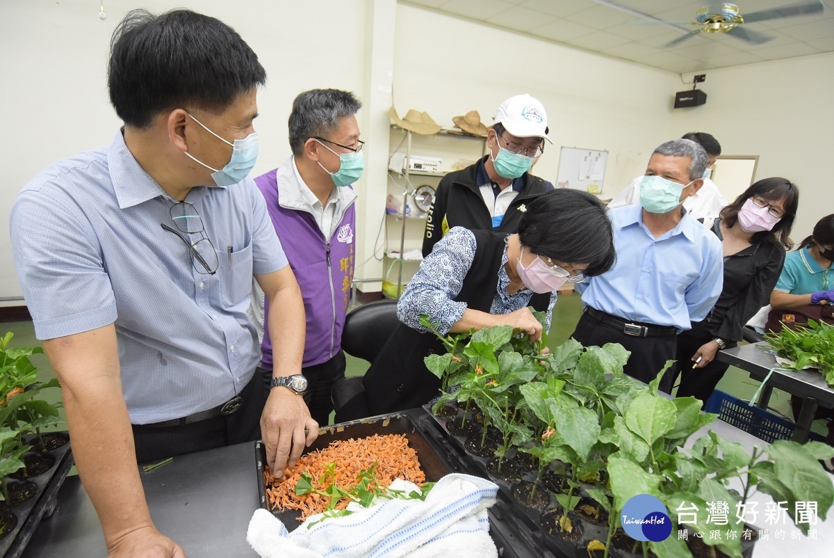 彰化縣長王惠美參觀台香種苗場,種苗稼接。