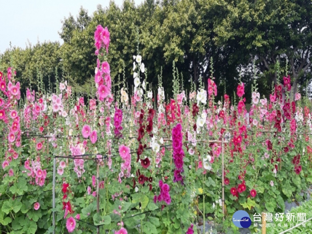 配合政府防疫政策 員林蜀葵花季提前閉園