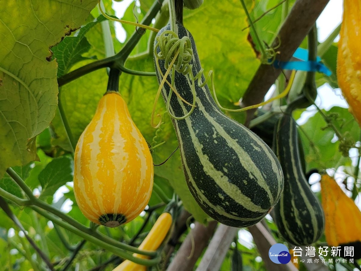 造型可愛的「玩具南瓜」。圖/記者鄧富珍攝