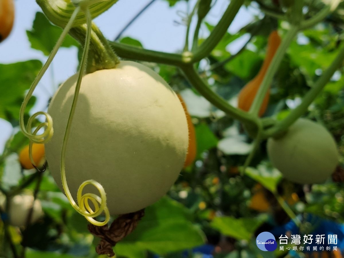 造型可愛的「玩具南瓜」。圖/記者鄧富珍攝