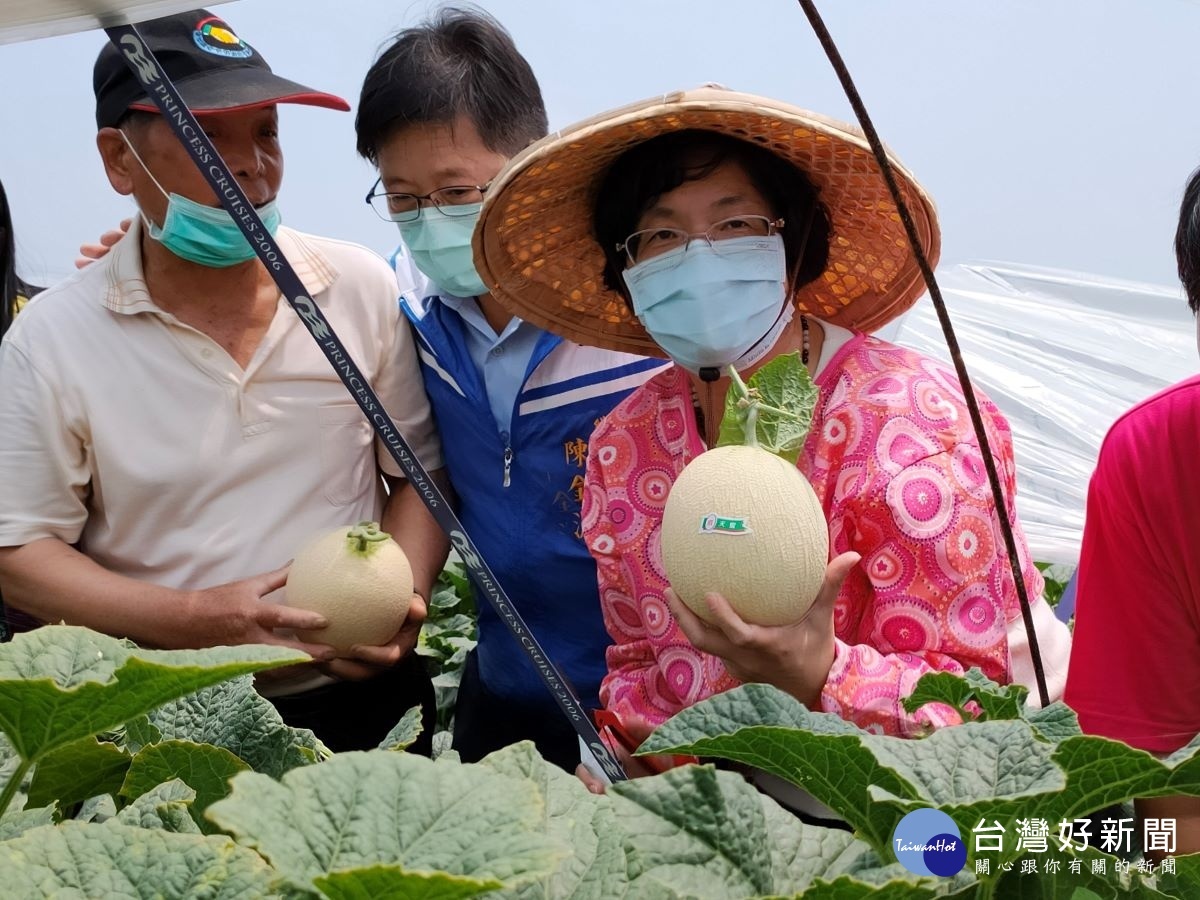 縣長王惠美參訪瓜仔王黃重順種植的果園,親自採摘哈密瓜。圖/記者鄧富珍攝