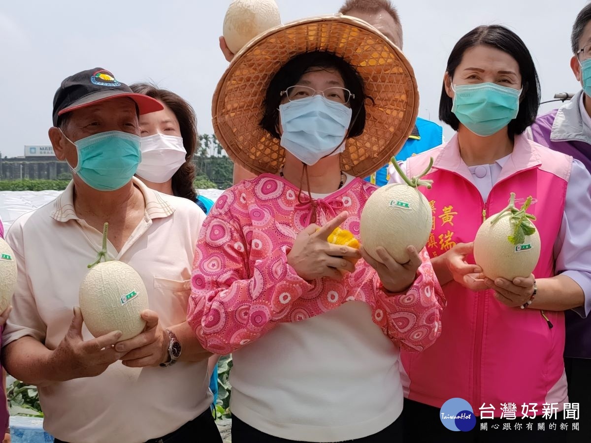 縣長王惠美參訪瓜仔王黃重順種植的果園,親自採摘哈密瓜。圖/記者鄧富珍攝
