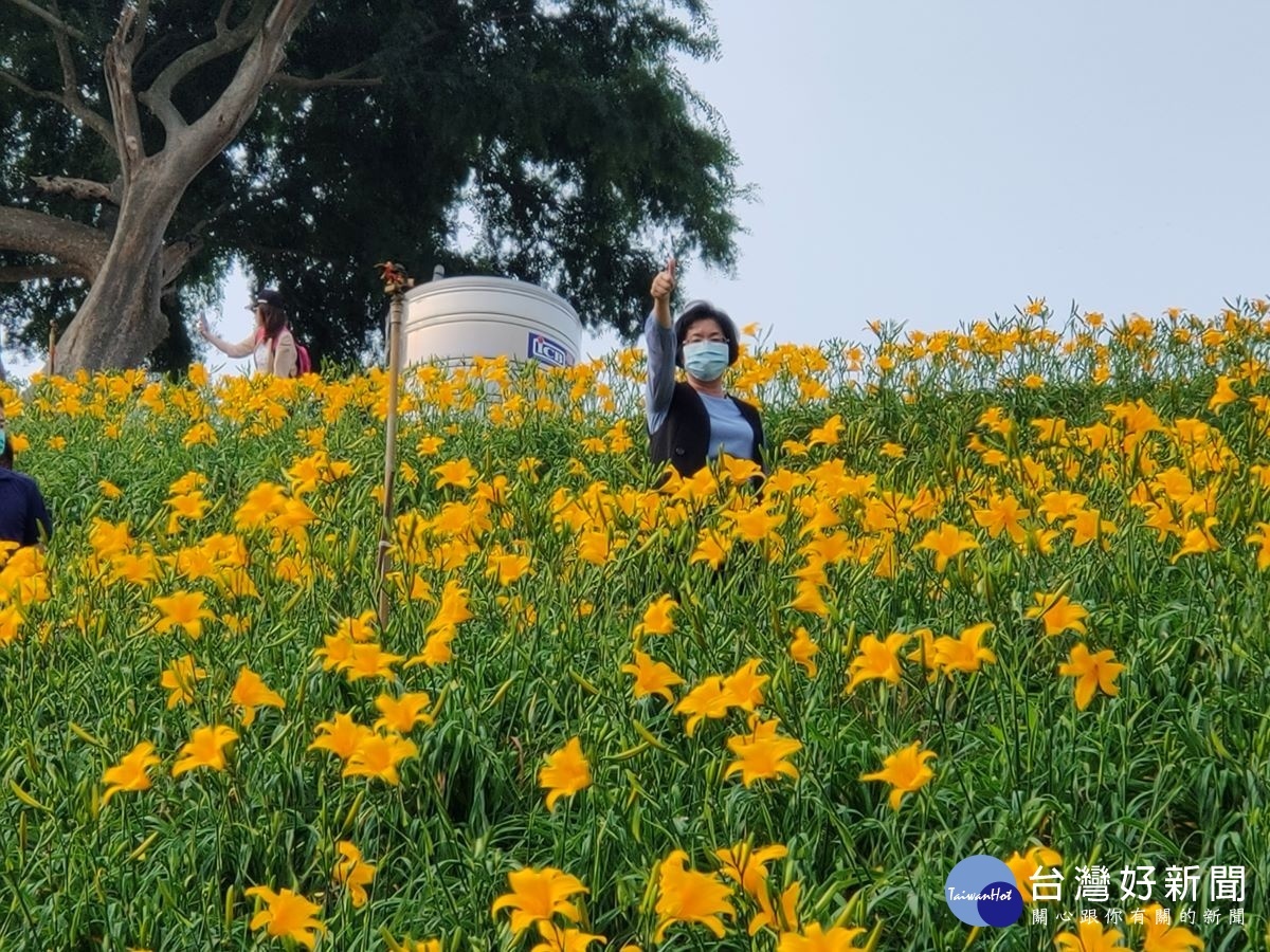 彰化縣長王惠美在金針花海中,與民眾親切打招呼。圖/記者鄧富珍攝