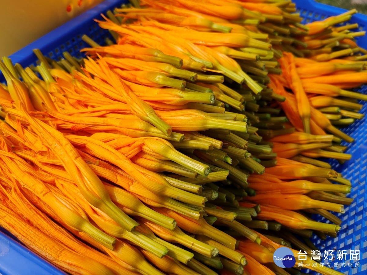 每天現採的金針花,可做多用途的料理美食。圖/記者鄧富珍攝