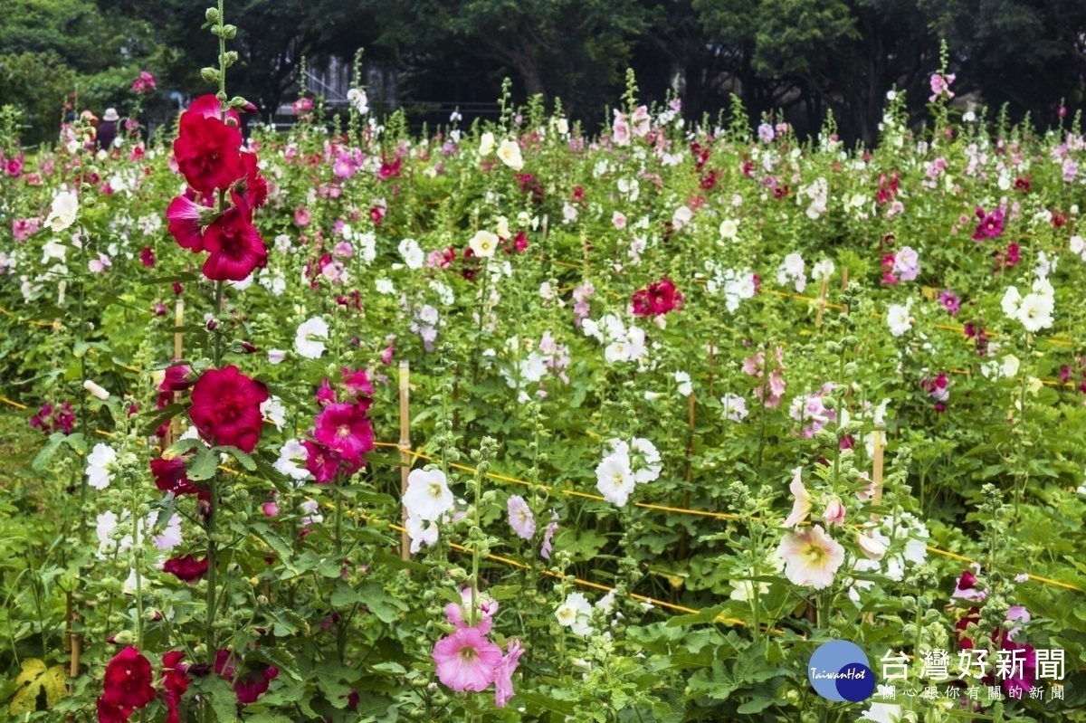 北市古亭河濱公園,蜀葵八成盛開(圖/台北市水利處提供)