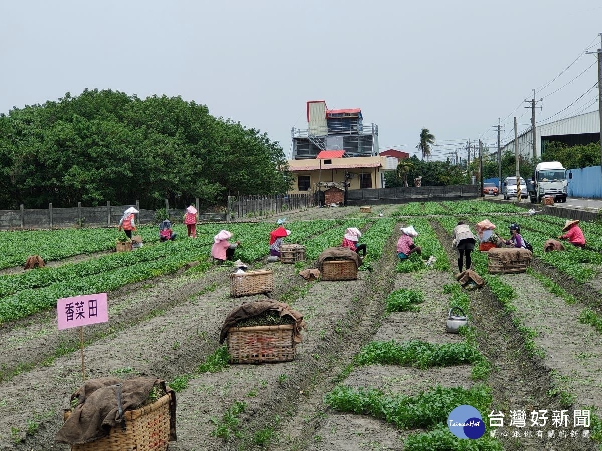 彰化北斗芫荽(香菜)全台第一(香菜田採收香菜)圖/記者鄧富珍攝
