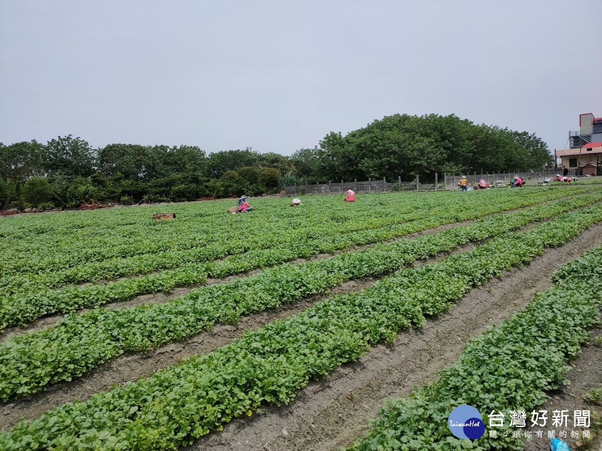 北斗香菜田。圖/記者鄧富珍攝