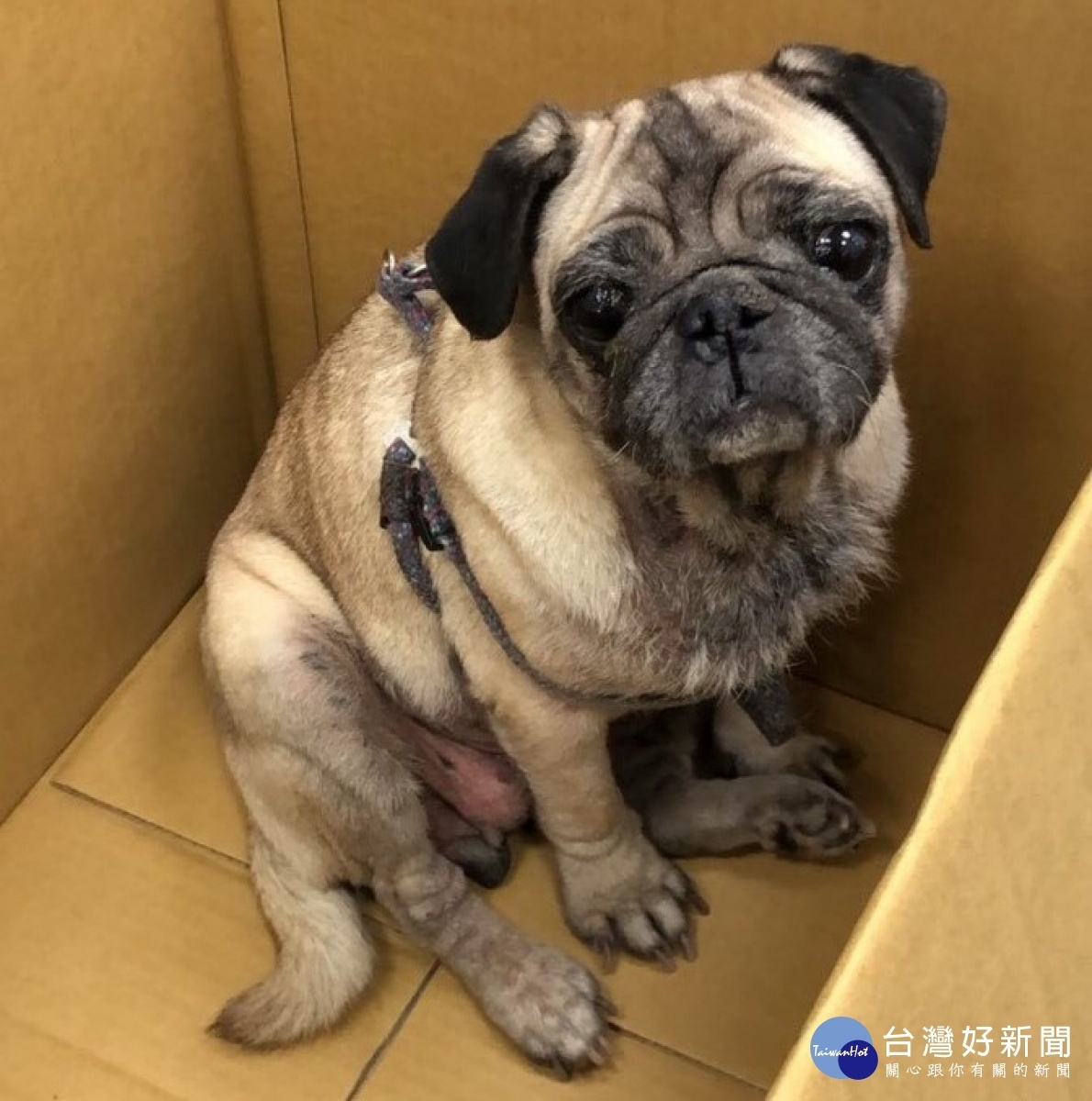 員警鍥而不捨地輾轉查訪和詢問,最終聯絡到飼主,成功幫助迷途的毛小孩平安返家。