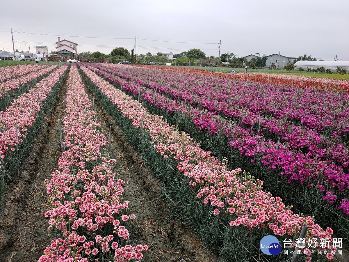 青農董韋志所種植的康乃馨花田,五彩繽紛。圖/記者鄧富珍攝